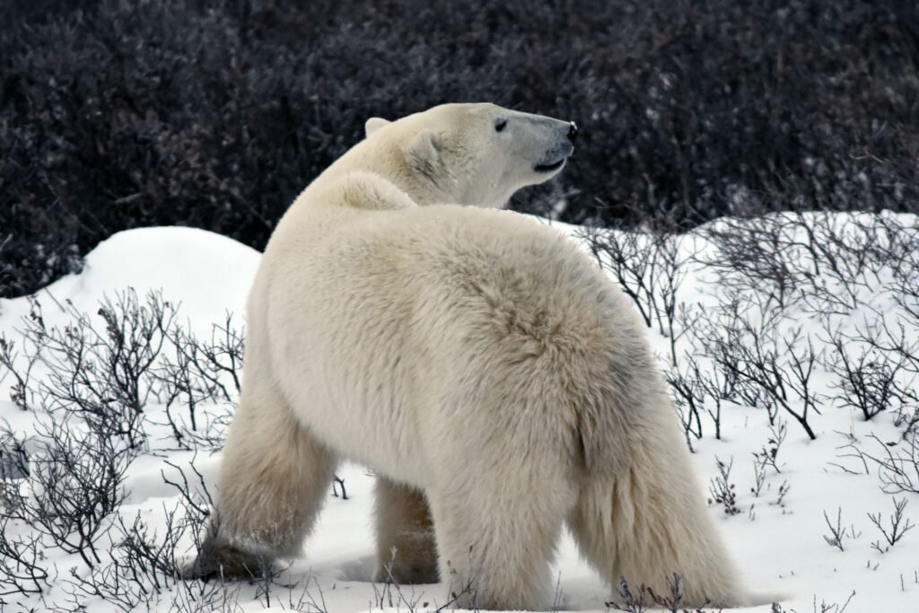 Churchill, Manitoba